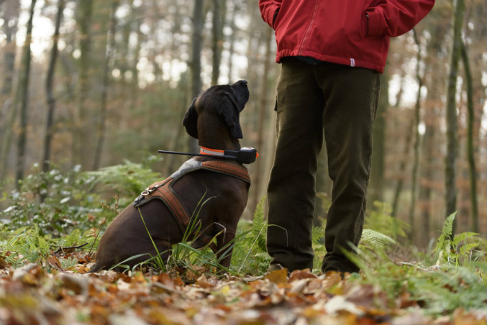 gps dog collar