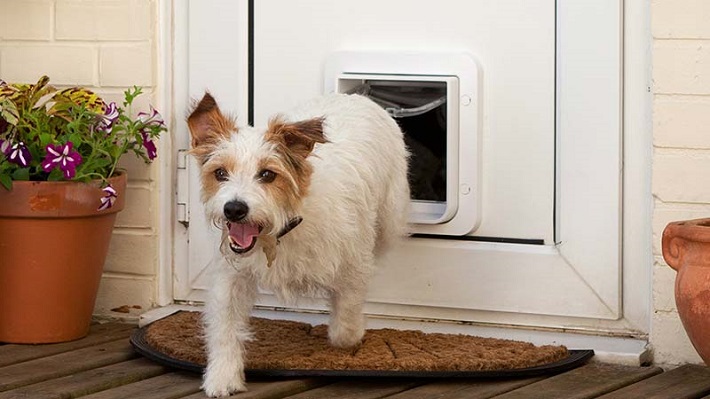 small dog walking through pet door