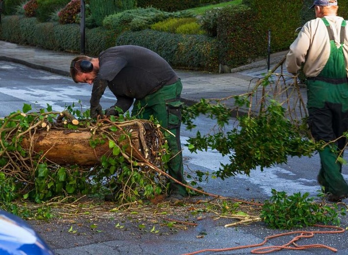 tree-removal