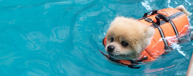 swimming dog