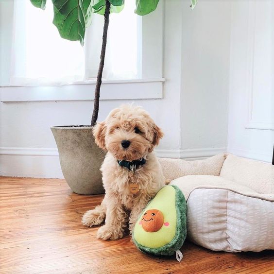 dog with an avocado pillow