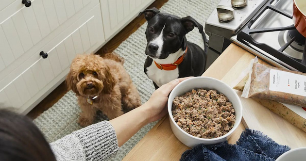 dogs waiting for their food