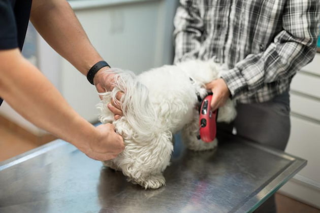 checking the anal health of the dog