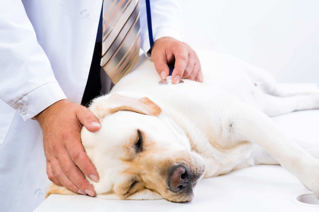 Tips and Suggestions for Treating Blocked Anal Glands in Dogs | The ...
