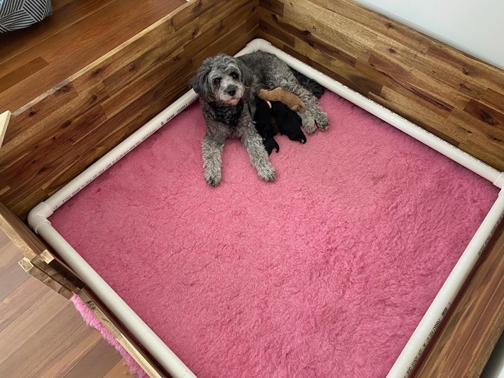 pink vet bed high quality for dog