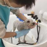 a dog getting a bath in a pet bath tub