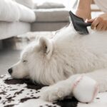 a white fully dog laying while his owner brushes him