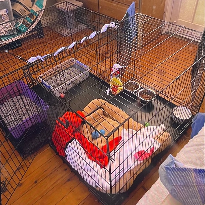 VEBO Collapsible Metal Wire Pet Dog Crate